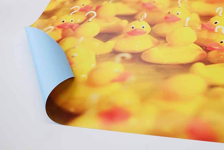 Blue Back Poster Printing | SAS Graphics Brighton